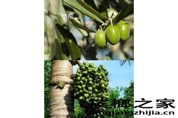 干槟榔和青果槟榔