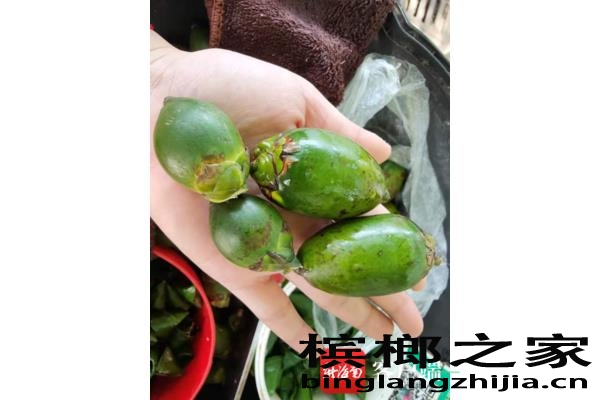 干槟榔和青果槟榔