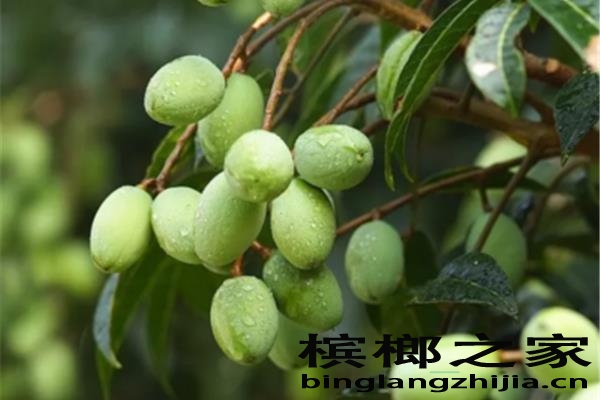 广东卖槟榔青果的地方